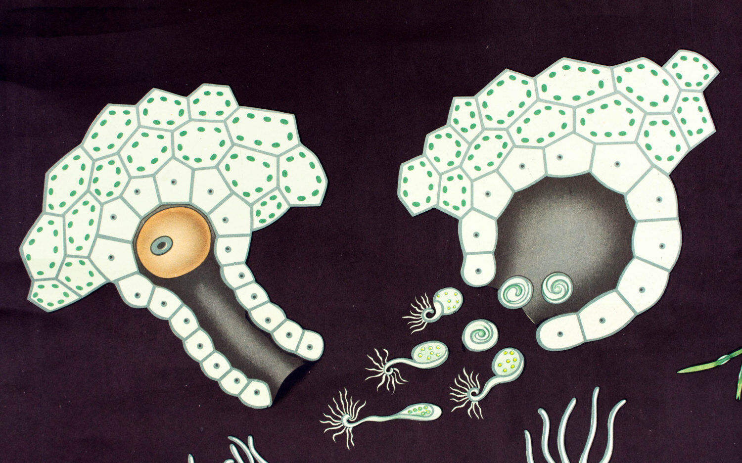 Displays educational horsetail, 1964