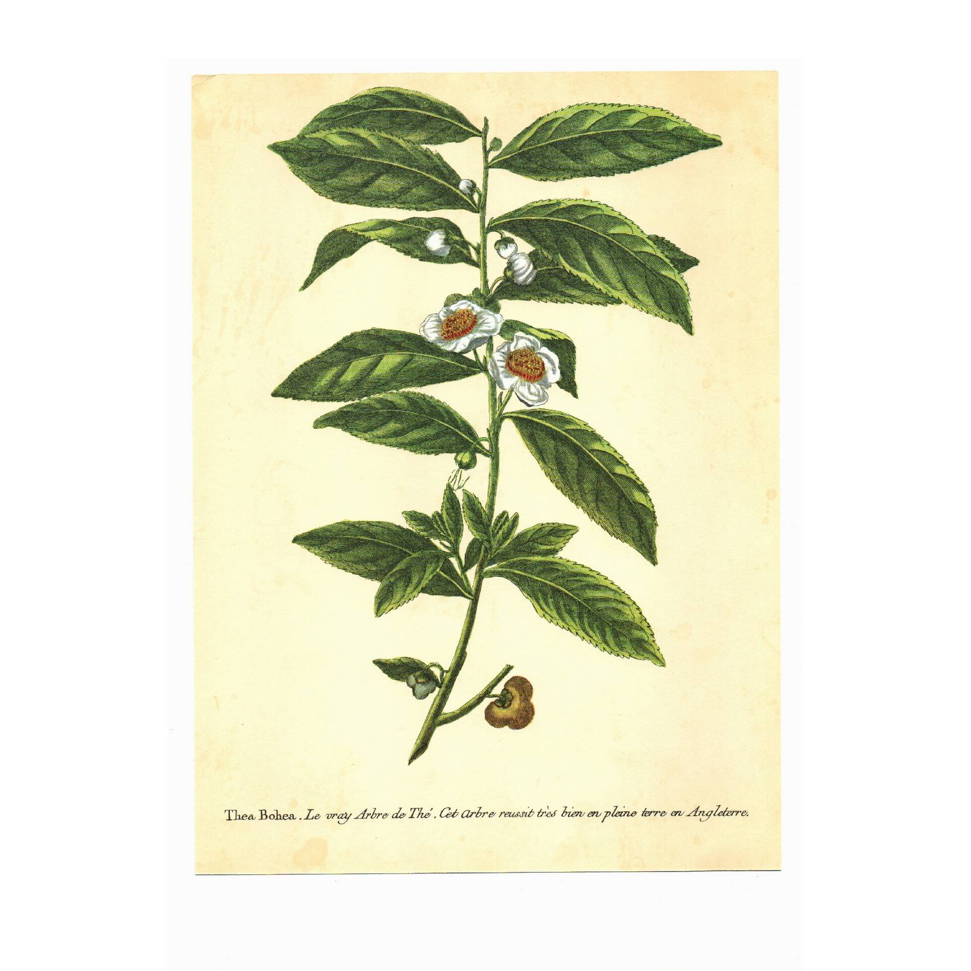 Old illustration 1959 - Tea plant. Vintage botanical herbarium illustration.