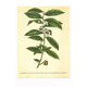 Illustration ancienne 1959 - Théier. Illustration herbier vintage botanique