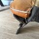 Pair of low Egyptian stools, camel saddles in wood, leather and brass