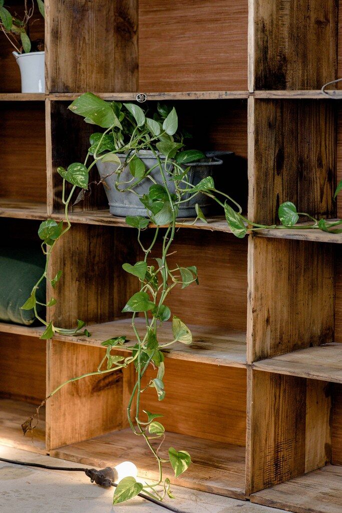 Factory locker cabinet, wood and green