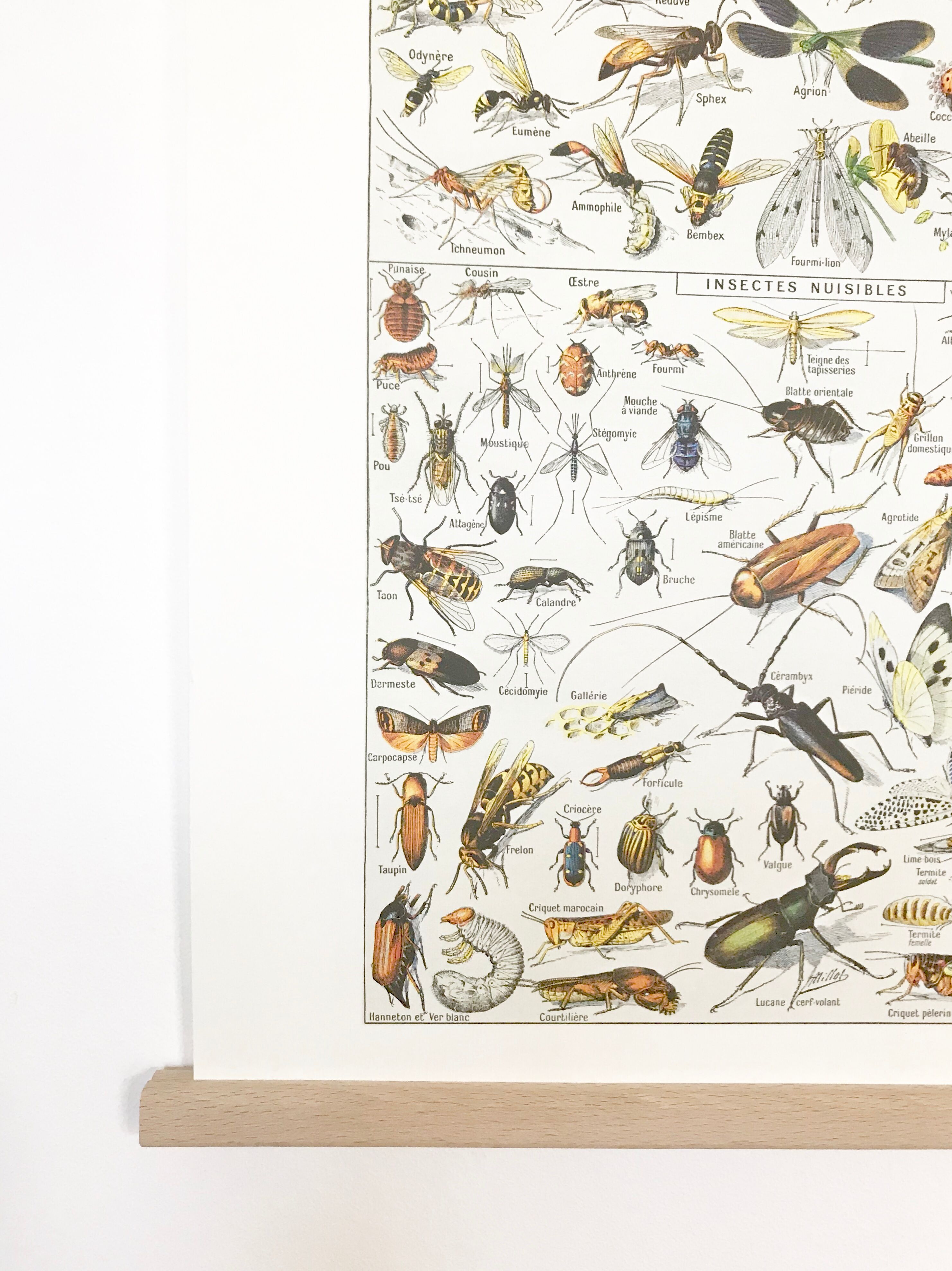 Displayed in colors representative of insects