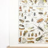 Displayed in colors representative of insects