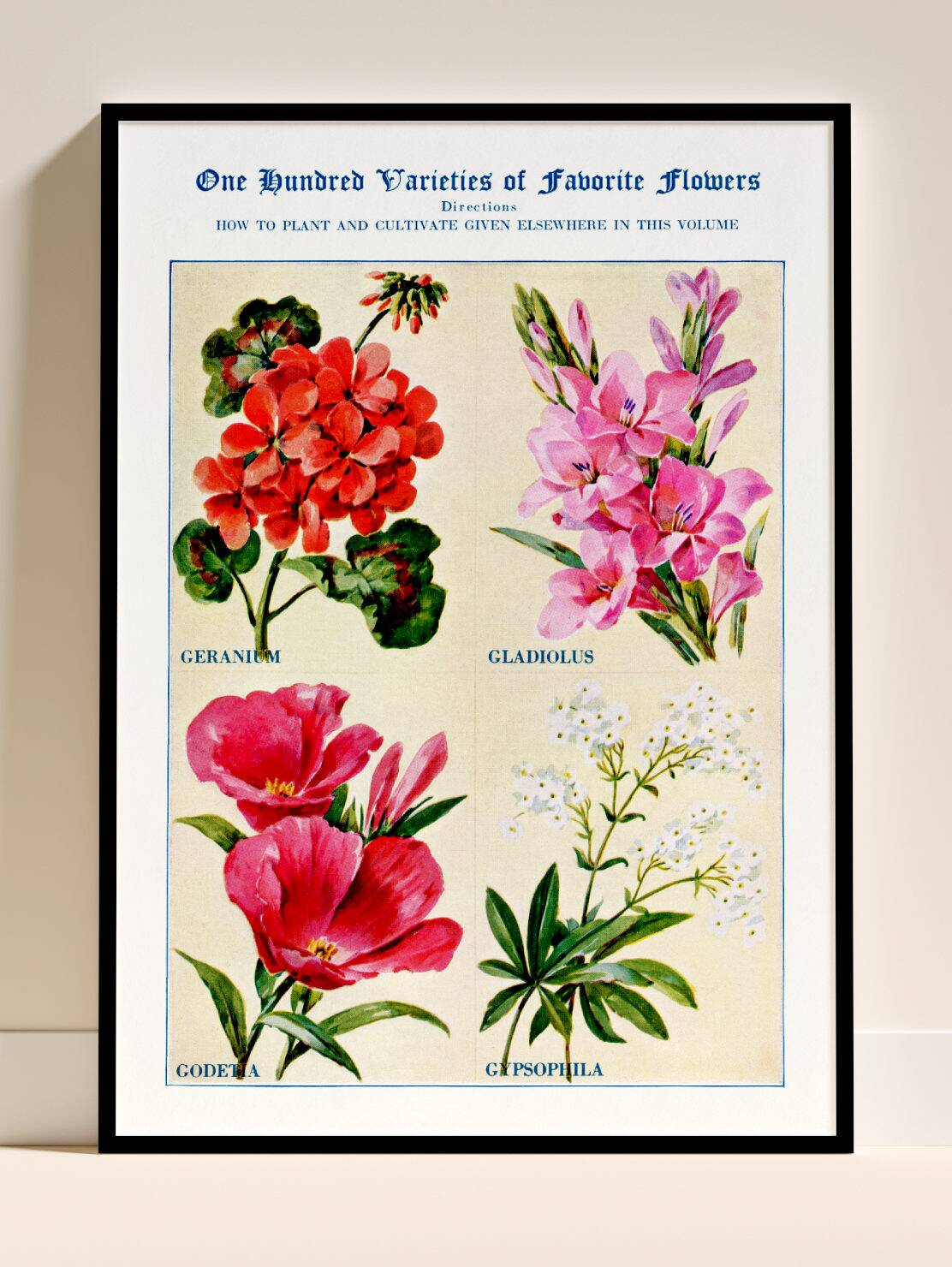 Poster about geraniums, gladioli, godetia, and gypsophila