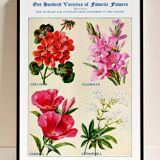 Poster about geraniums, gladioli, godetia, and gypsophila