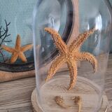 Natural ancient starfish large size