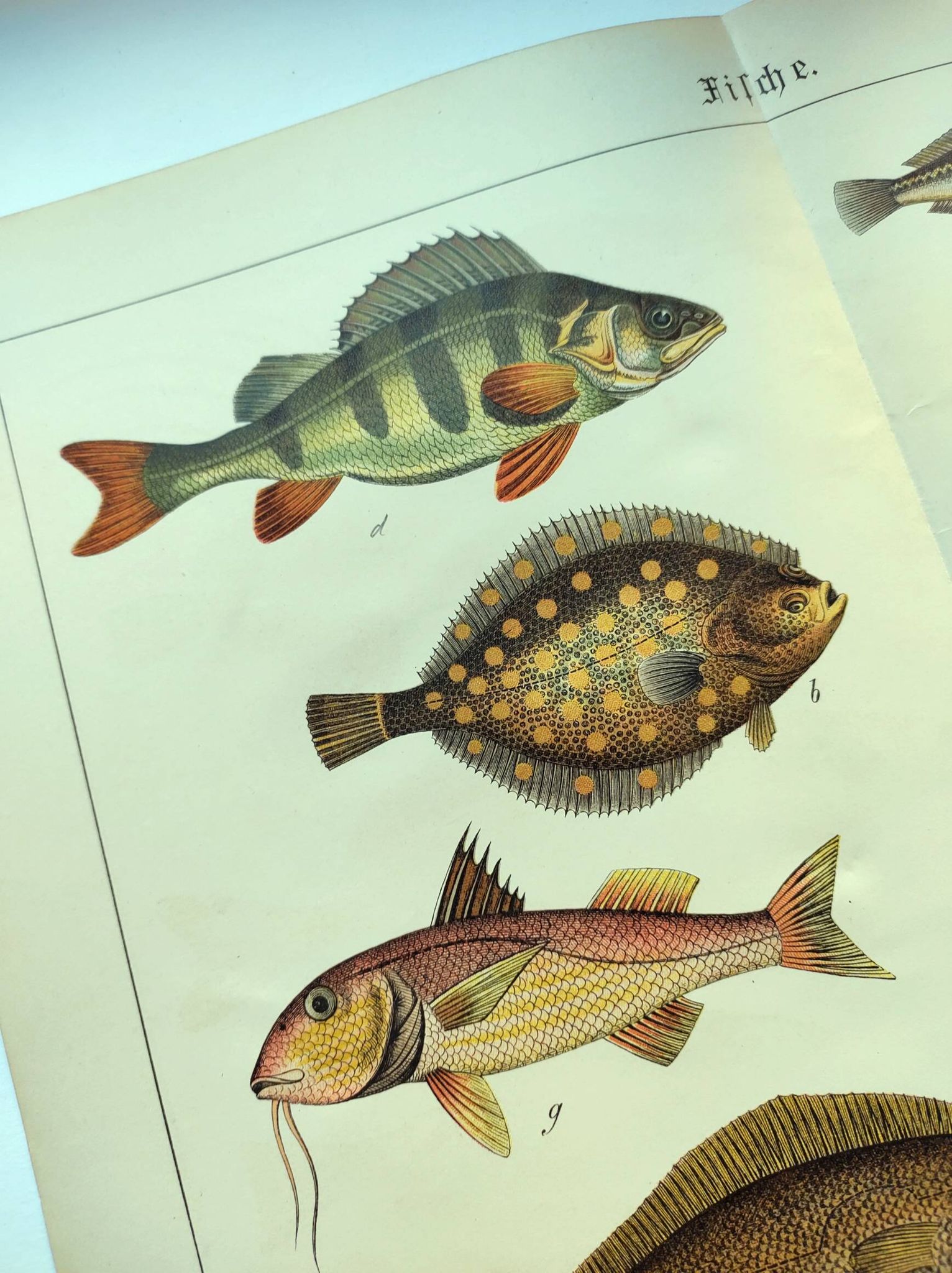 Gravure de 1898 - Poissons - Perche et Flétan- Grande Lithographie Vintage