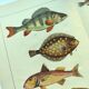 1898 Engraving - Fish - Perch and Halibut - Large Vintage Lithograph