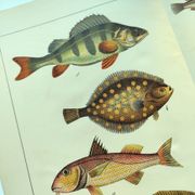 Gravure de 1898 - Poissons - Perche et Flétan- Grande Lithographie Vintage
