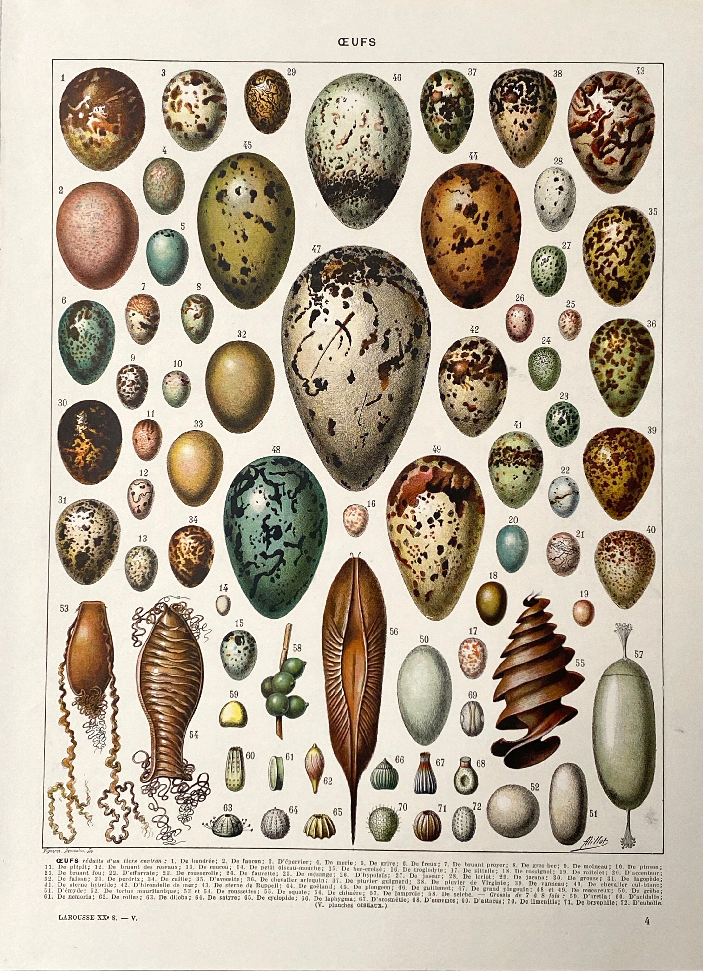 Old illustration Millot "eggs"