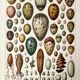 Old illustration Millot "eggs"
