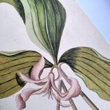 Gravure ancienne oiseau -Linotte Bleue- Planche ornithologique de Seligmann