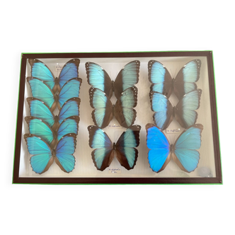 Naturalized butterfly frame