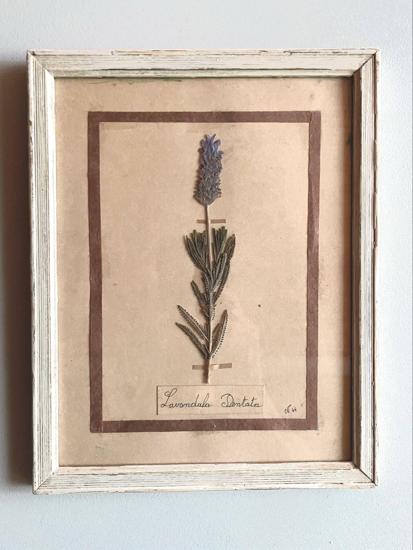 Set of 6 botanical plates