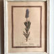 Set of 6 botanical plates