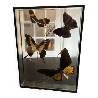 Frame with stuffed butterflies