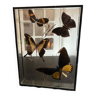 Frame with stuffed butterflies