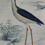Original ornithological plate " Golden plover & with collar - Echasse - &c... " Buffon (1837)