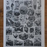Original lithographs of birds and nests