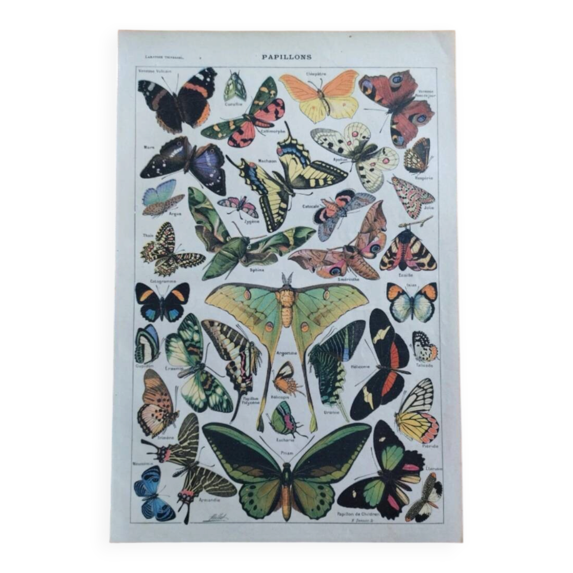 Lithograph old engraving 1900s illustrator Millot