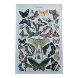 Lithograph old engraving 1900s illustrator Millot