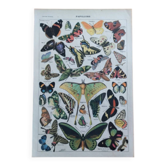 Lithograph old engraving 1900s illustrator Millot