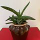 Old Gers candied sandstone pot