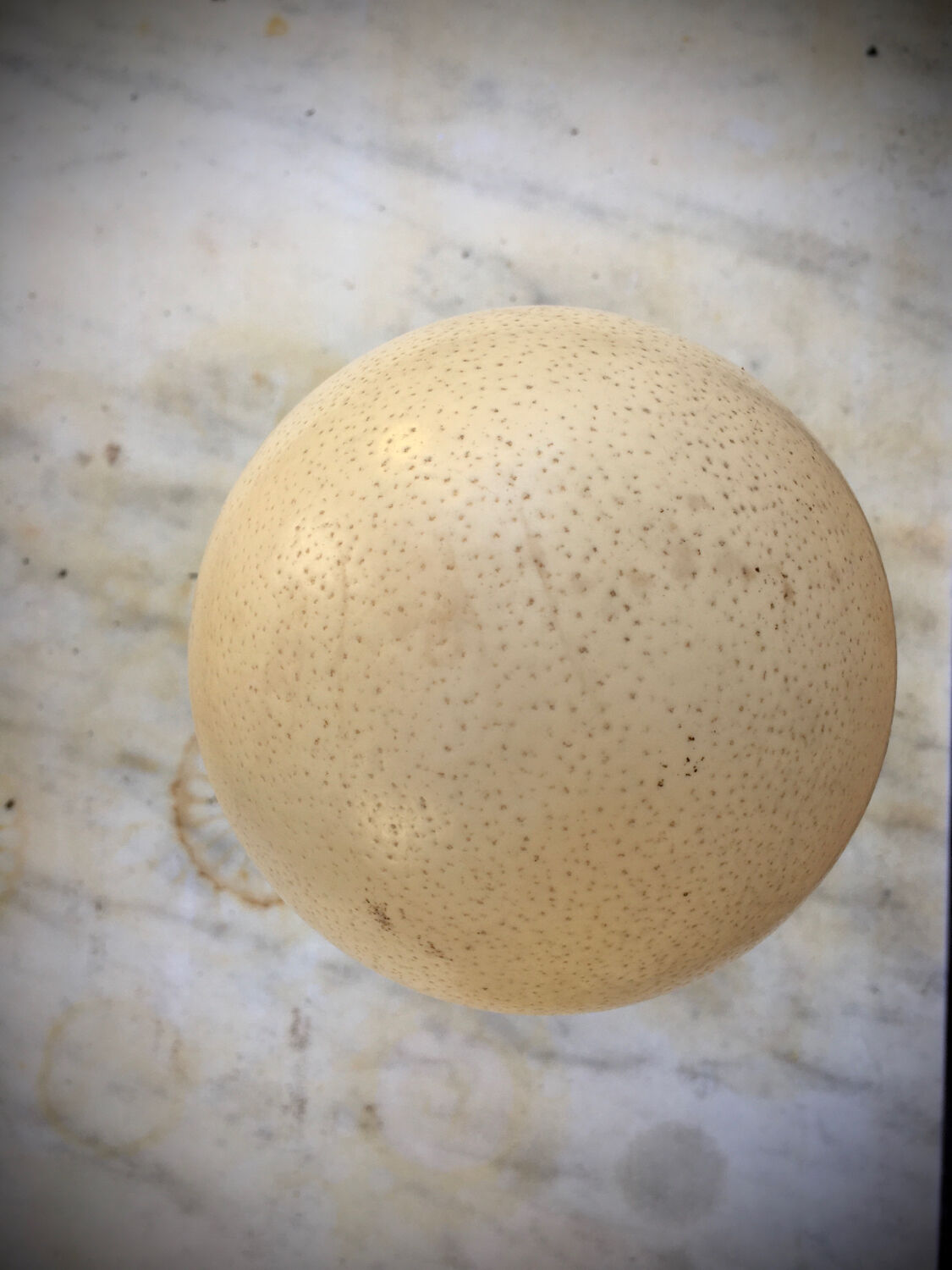Ostrich egg