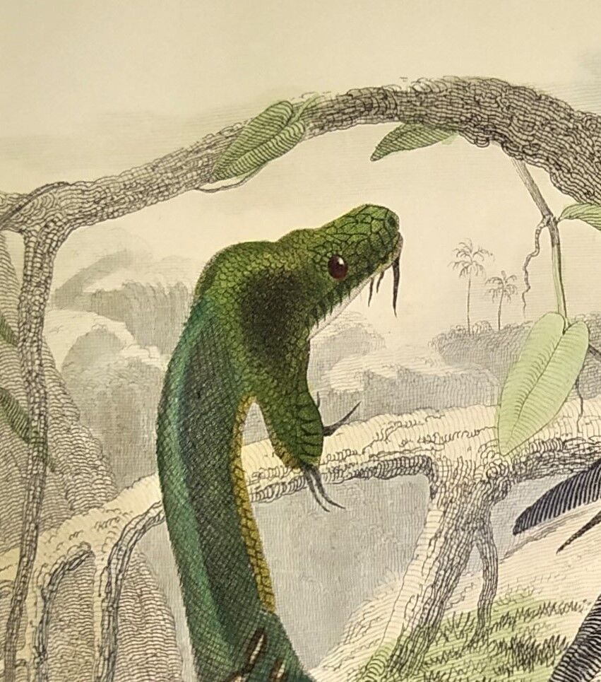 Original zoological plate from 1839 "saurian" the bojobi