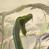 Original zoological plate from 1839 "saurian" the bojobi