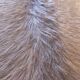 Brown and white cow rug