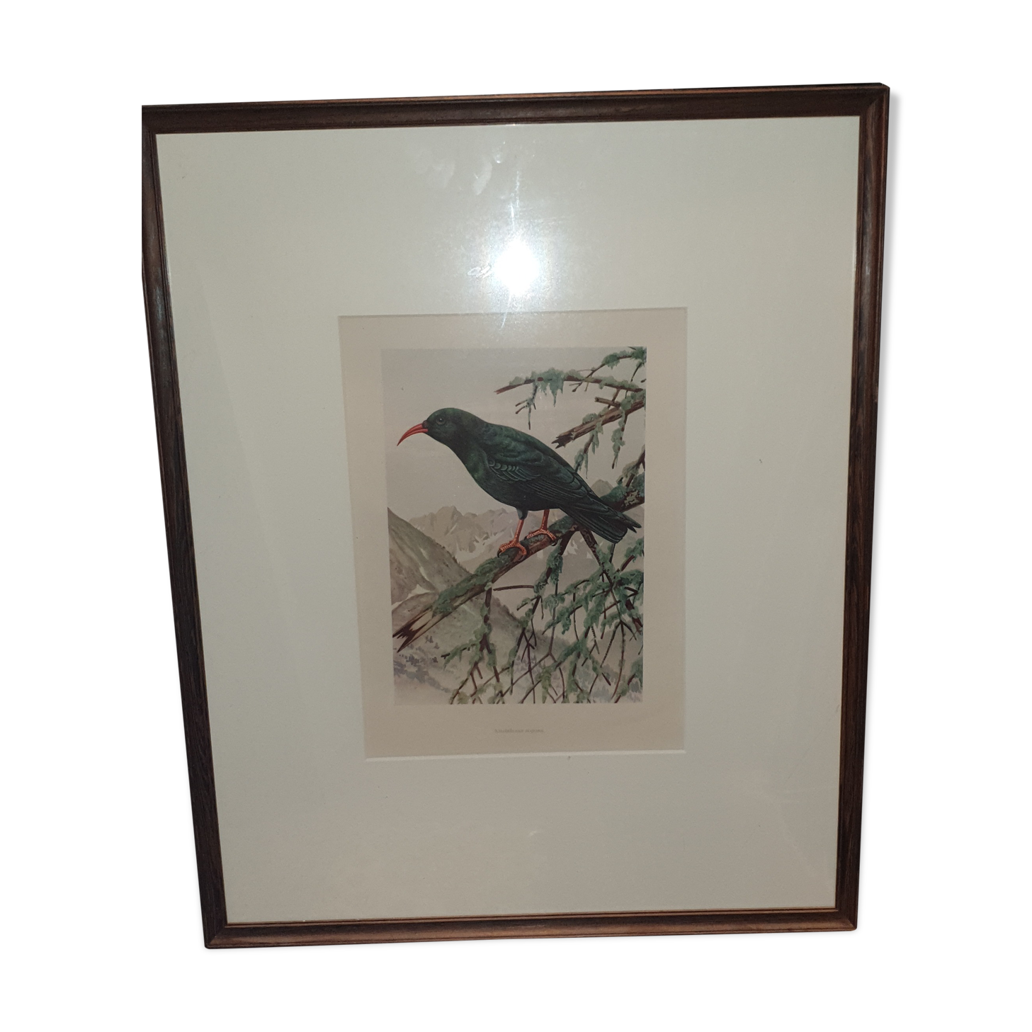 Ornithological engravings framed under glass