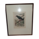 Ornithological engravings framed under glass
