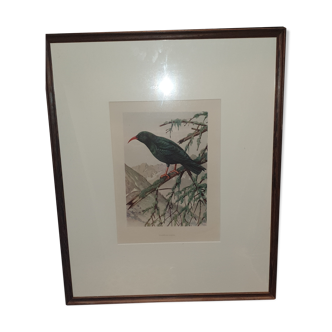 Ornithological engravings framed under glass