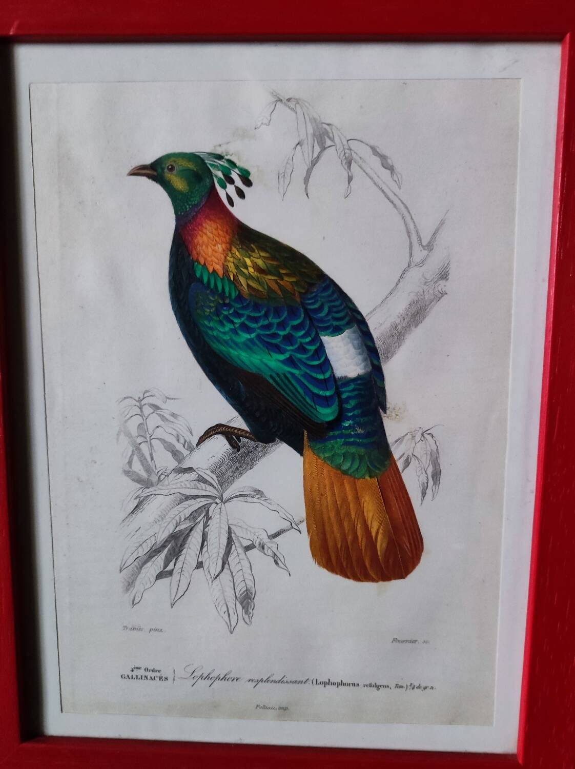 Color lithograph, Gallinaceous, JC Fournier