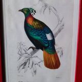 Lithographie couleur, Gallinacés, J.C. Fournier