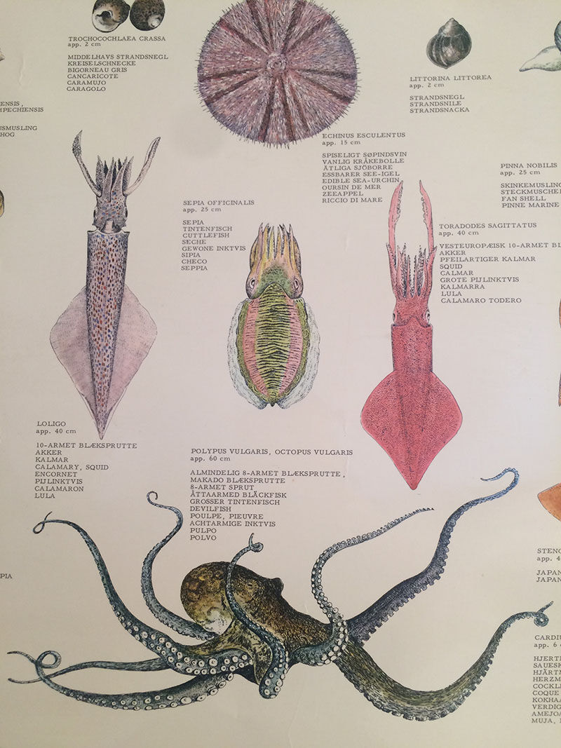 Original vintage marine wildlife poster, 80s