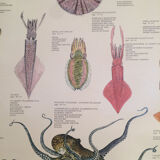 Original vintage marine wildlife poster, 80s