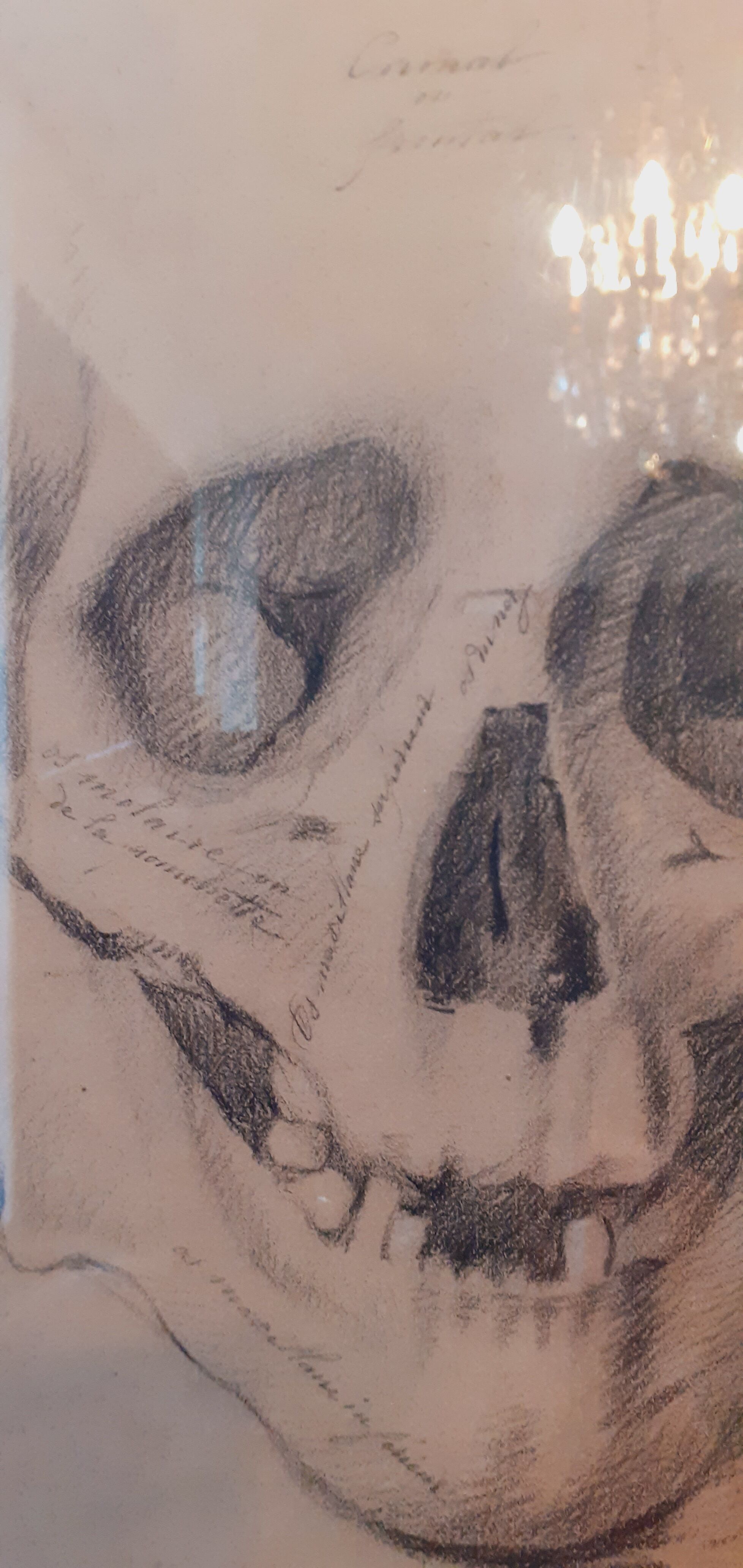 Pair of nineteenth pencil study drawings