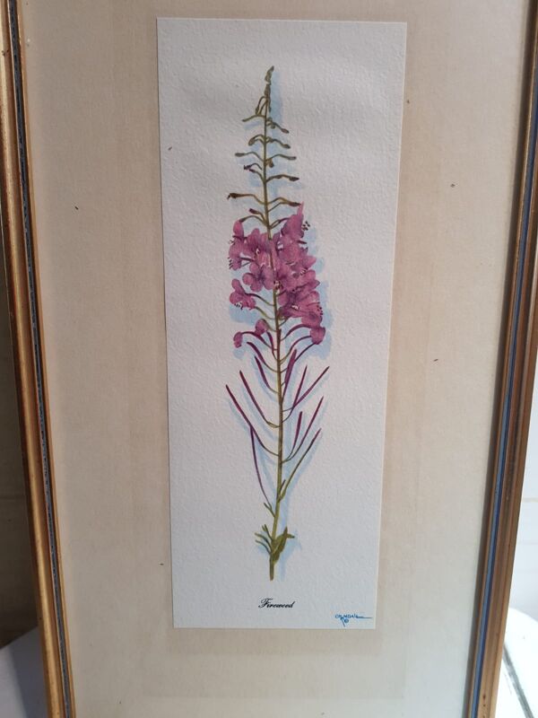 Série 4 Anciennes Planches Botaniques Fleurs GRANDALL + Cadre Bois Doré Vintage