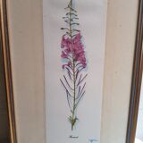 Série 4 Anciennes Planches Botaniques Fleurs GRANDALL + Cadre Bois Doré Vintage