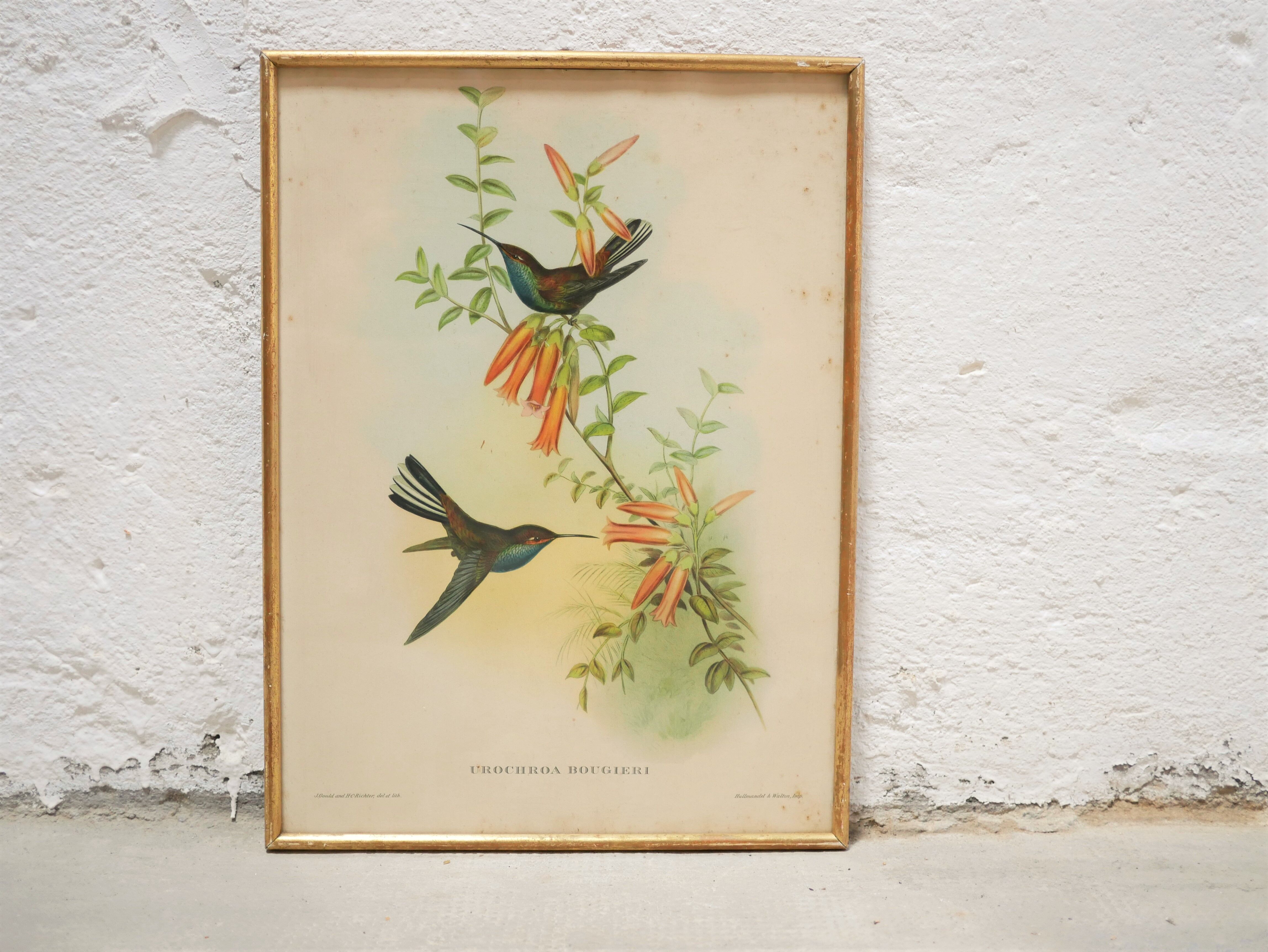 Vintage bird lithograph by J. Gould and H-C Richter