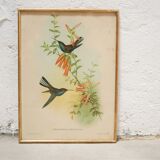 Vintage bird lithograph by J. Gould and H-C Richter