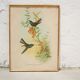 Vintage bird lithograph by J. Gould and H-C Richter