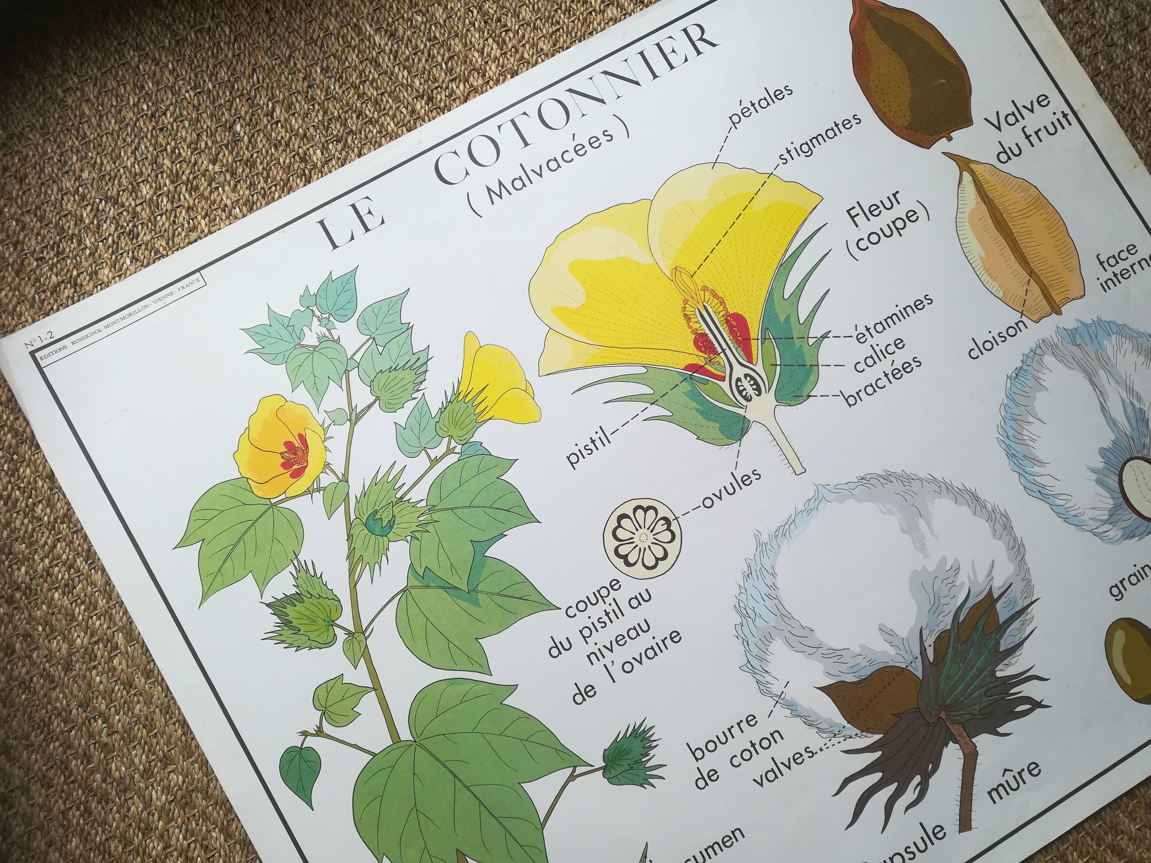 Affiche pédagogique Rossignol "Le cotonnier et le manguier" vintage.