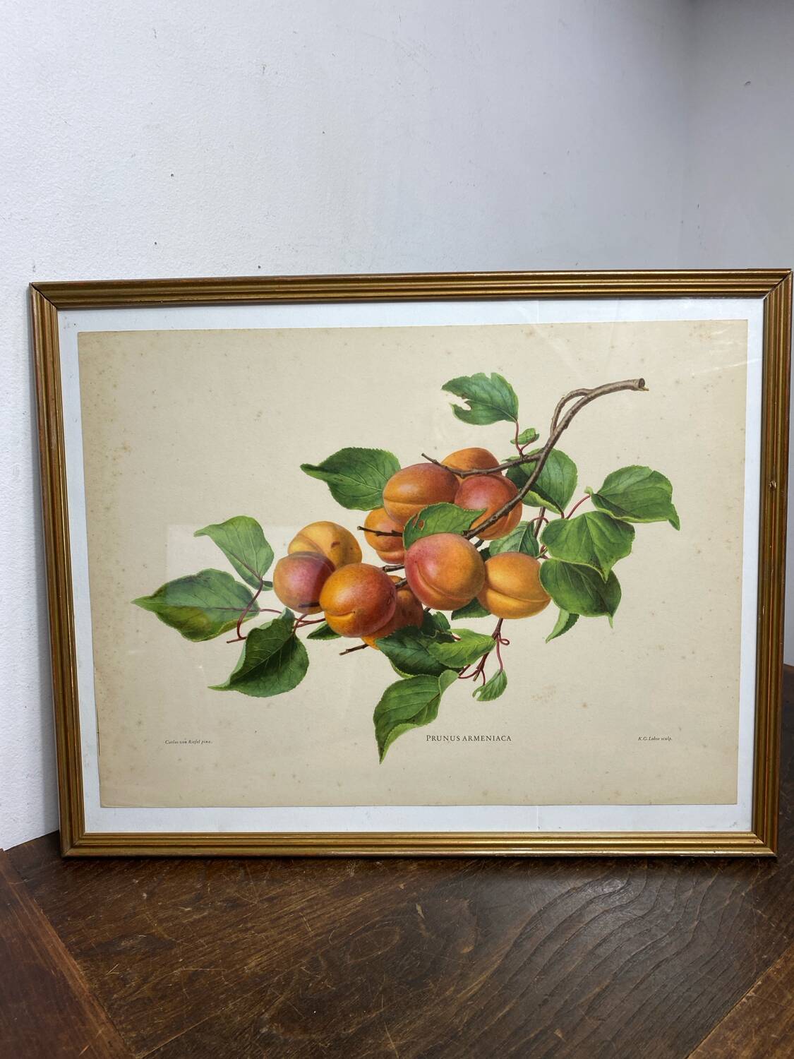 Affiche botanique, Prunus Armeniaca