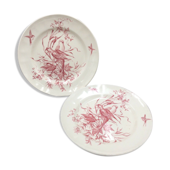 2 ancient plates longchamp congo parrot antique french plate parrot