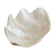 Pearly white shell benign cup