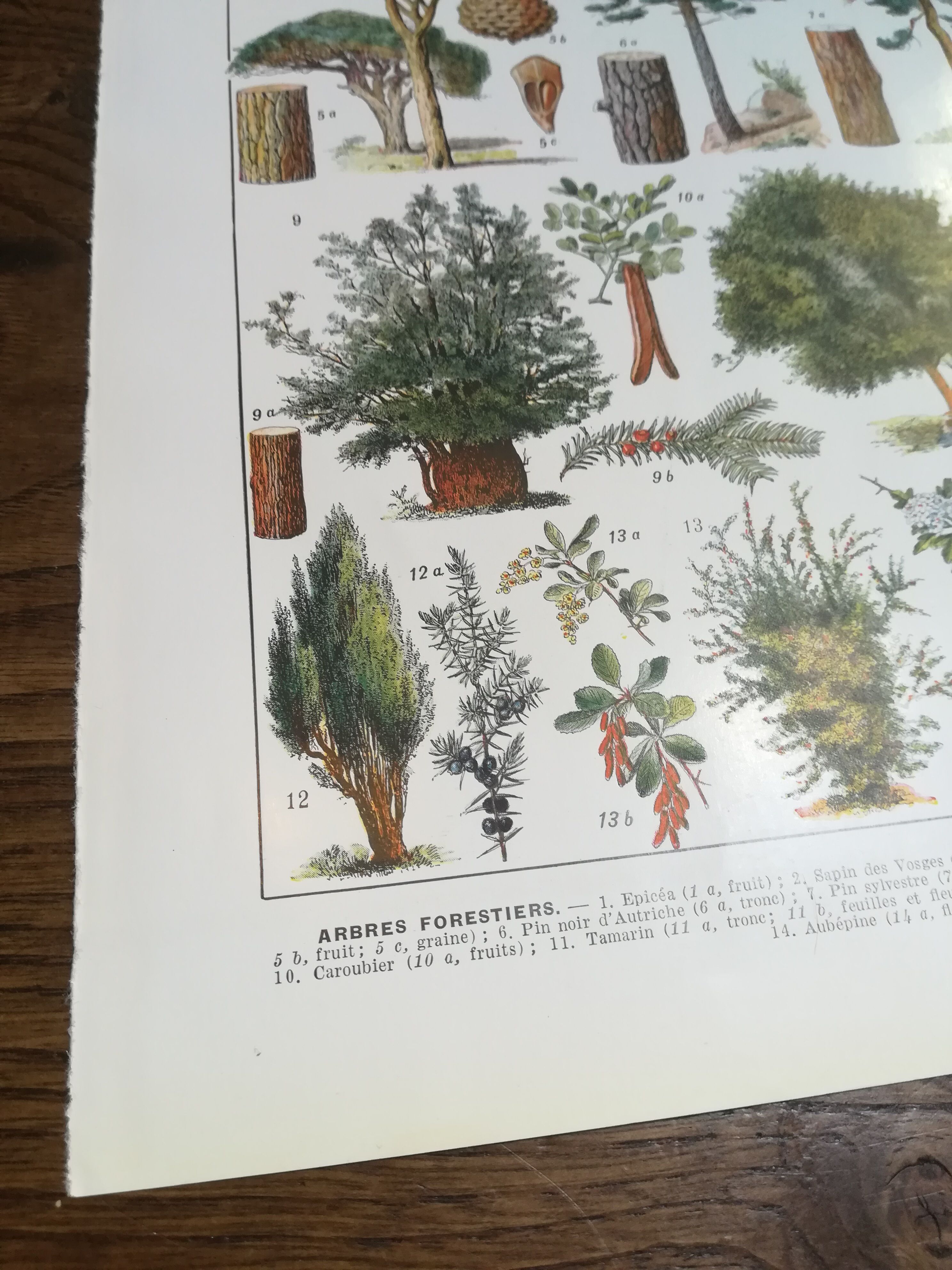 Lithograph on trees from 1928 (spruce)