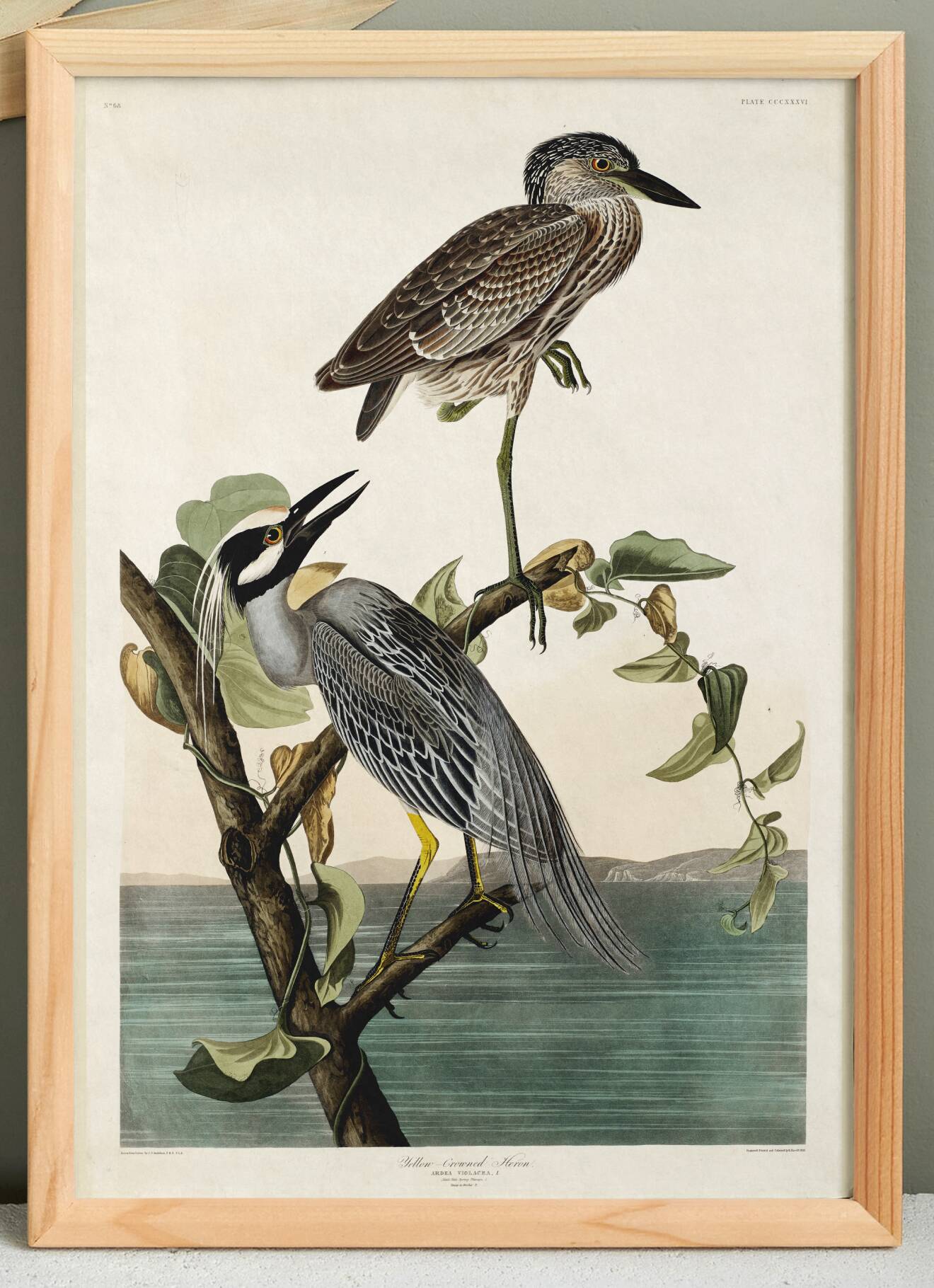 Poster about the violet night heron, based on an old engraving from 1827.